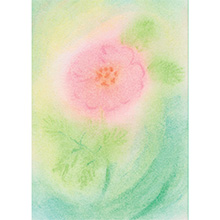 Cartolina: Rosa canina (fiore)